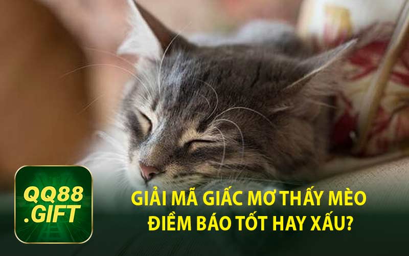 Giải Mã Giấc Mơ Thấy Mèo Điềm Báo Tốt Hay Xấu?