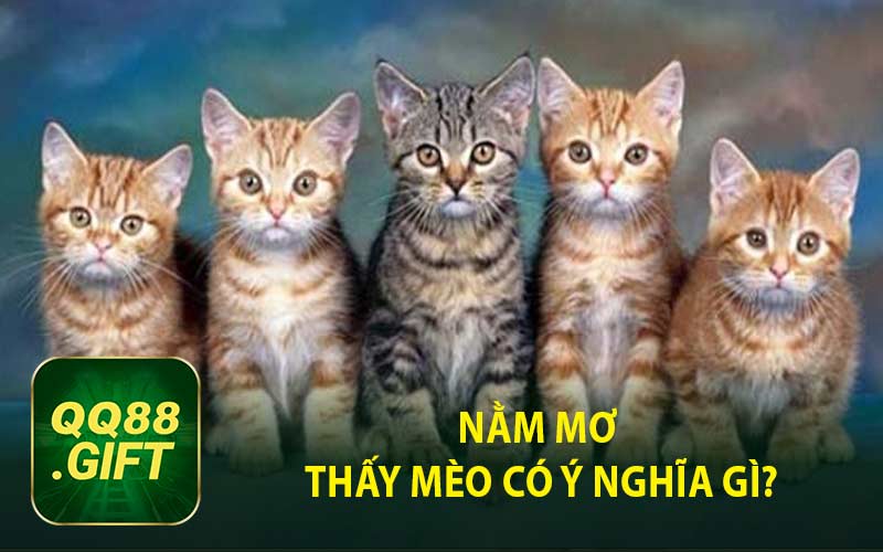 Nằm Mơ Thấy Mèo Có Ý Nghĩa Gì?
